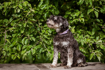miniature schnauzer dog sitting outdoors in summer