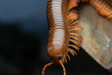 close up of the millipede walking