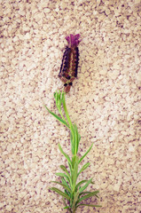 sea salt and lavender flower
