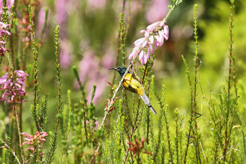 Orange Breasted Sunbird