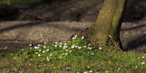  blooming wild flowers