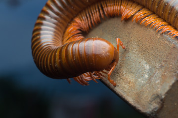 close up of the millipede walking