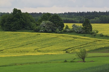 Fototapeta na wymiar Summer landscape with yellow rape field