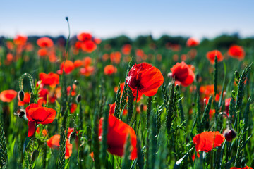 Obraz premium red poppy field