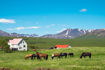 Typical icelandic farm with grazing icelandic horses