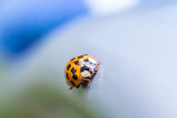 Marienkäfer krabbelt herbei © Ralf Geithe