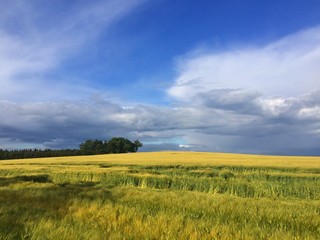 Harvest time - summer landscape after rain