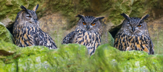 Bubo bubo - horned owl 