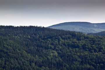 forest in the mountain