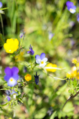 Blümchen