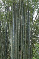 Fototapeta premium Bamboo in jungle Flores Indonesia