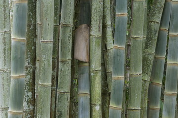 Bamboo in jungle Flores Indonesia