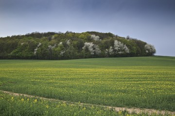 Summer landscape with yellow rape field