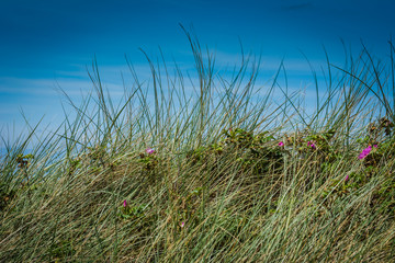 Strandhafer und D&uuml;nen an der Nordsee