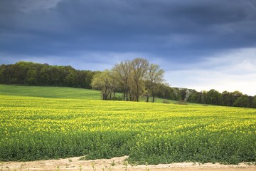 Summer landscape with yellow rape field
