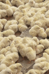 baby chicken on market