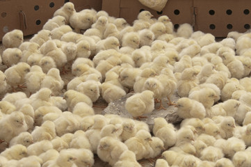 baby chicken on market