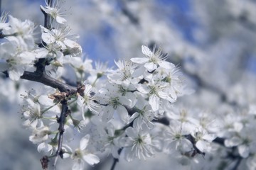 apple flowers