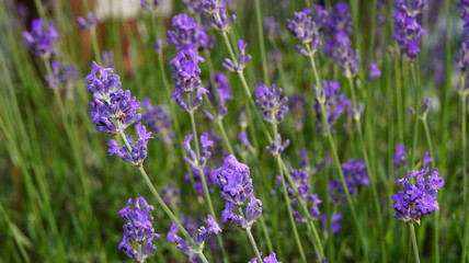 Lavender Field in the summer