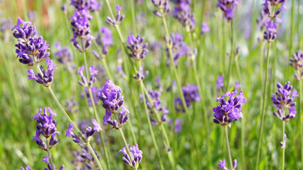 Lavender Field in the summer