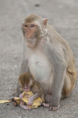 monkey with young, thailand