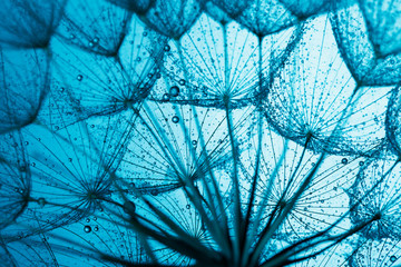 Fototapeta close up of dandelion on the blue background obraz