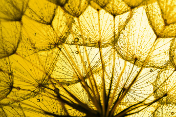 close up of dandelion on the golden background