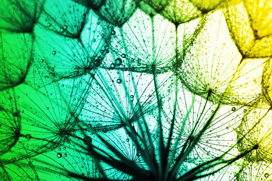 Fototapeta close up of dandelion on the colorful background