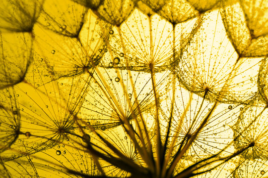 close up of dandelion on the golden background © Iurii Kachkovskyi