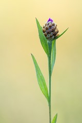 erblühende Wiesen-Flockenblume /  blooming meadows knapweed