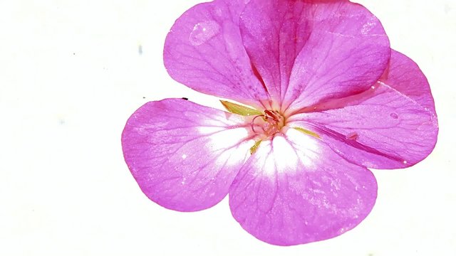geranium flower - Zonal geraniums (upright) - floats on water