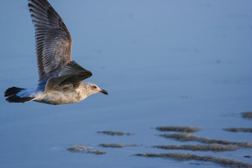 Low Flying Seagull