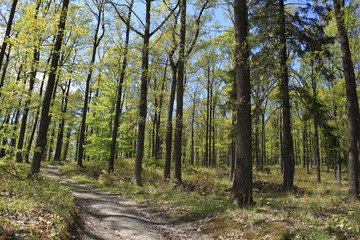 forest