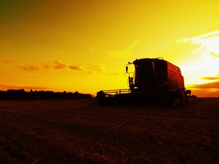 Abandoned combine harvest wheat in the middle of a farm field. Morning yellow wheat field on the sunset cloudy orange sky background. © rdonar