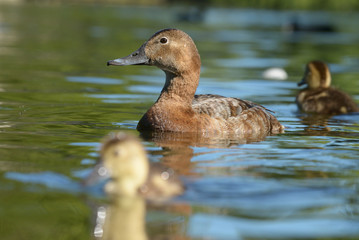 Common Pochard, Pochard - female with nestlings