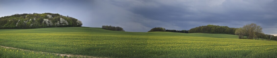 Summer landscape with yellow rape field