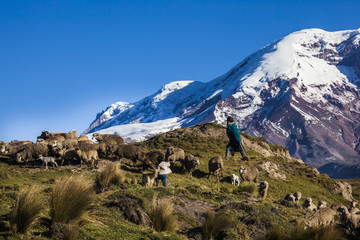 Fototapeta na wymiar Chimborazo volcano and sheep