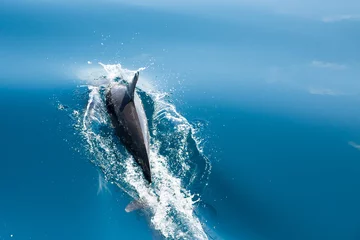 Tableaux ronds sur plexiglas Anti-reflet Dauphin Delfin im Meer