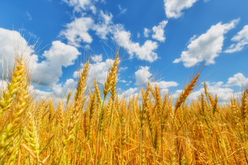 Wheat ears