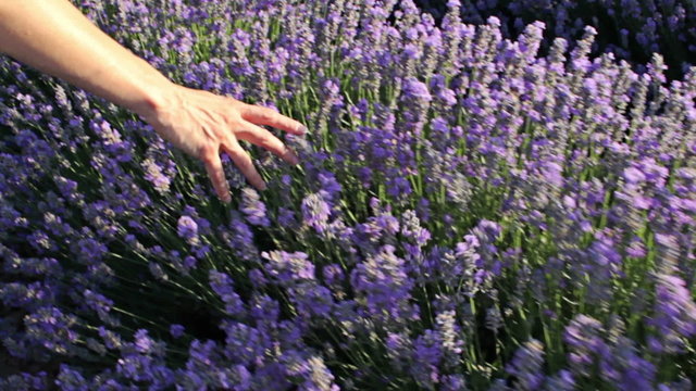 Female hand touching a lavender plants at sunset field. Steady cam shot, POV, Unrecognizable person