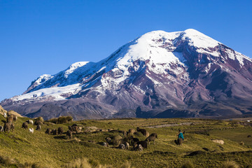 Chimborazo volcano and sheep