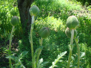 poppy Bud