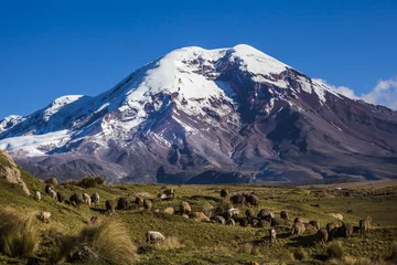 Schilderijen op glas Chimborazo volcano and sheep © ecuadorquerido