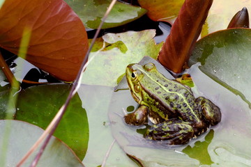 Frosch im Teich (Pelophylax esculent