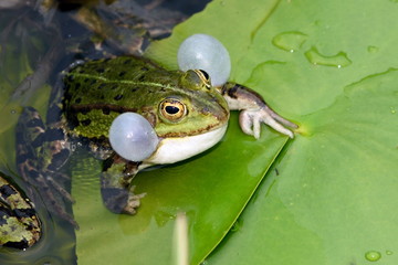 Frosch im Teich auf einem Blatt (Pelophylax esculentus) © foto_tech