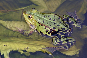 Teichfrosch (Pelophylax esculentus)
