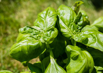 Basilikum Blätter 01