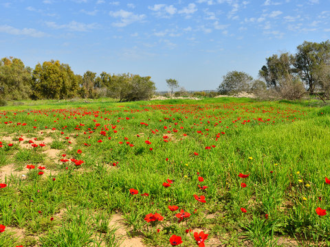 Meadow with red flowers