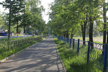 forest landscape in summer europe pine