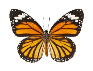 Fotobehang Vlinder Vlinder